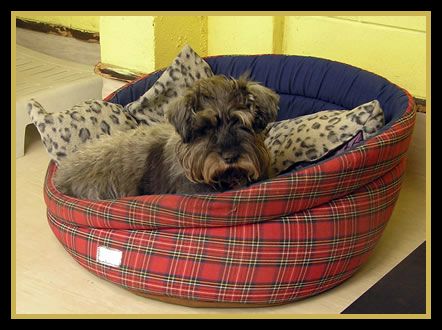 dogkennel